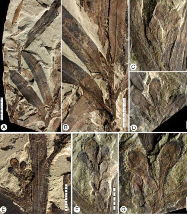 Настоящее богатство ископаемых останков растений. (Манчестер и др., Annals of Botany, 2024)