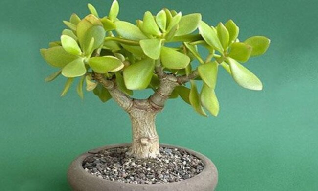 Как правильно ухаживать за листьями денежного дерева, чтобы еще больше привлекать удачу