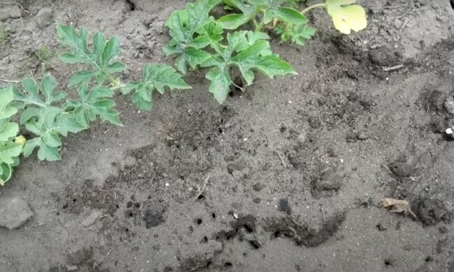Муравьи на огороде