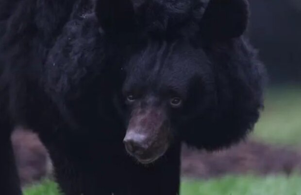 Украинский медведь, контуженный на Востоке, фото: youtube.com