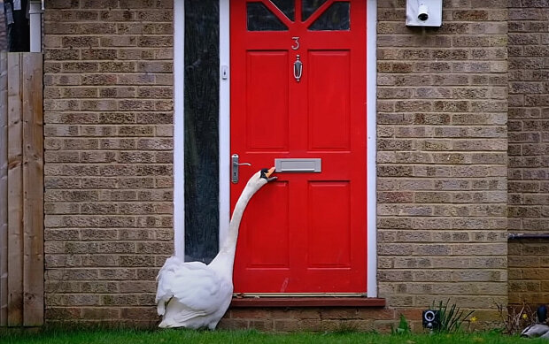 Лебедь-террорист. Фото: скриншот YouTube-видео.