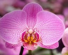 Метод "двух недель": что нужно сделать, чтобы орхидея пышно цвела весь год