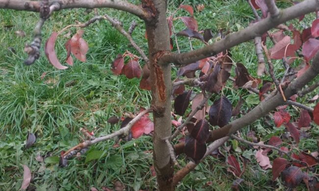 Красные листья на груше: скрин с видео