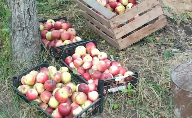 Як правильно заморозити яблука на зиму: за смаком вони будуть як тільки зірвані з гілки