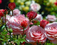 Цветение роз, фото: youtube.com