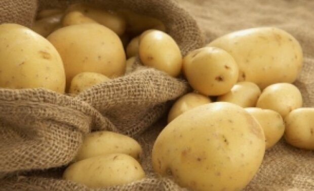 Вам не вистачить мішків для збирання врожаю: названо найкращі сорти картоплі, які потрібно посадити наступного року