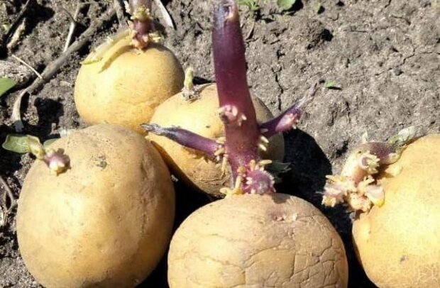 Від урожаю буде льох ломитися: як правильно проростити картоплю перед посадкою. Так робили за старих часів