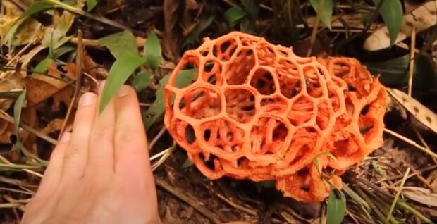 Странный гриб: скрин с видео