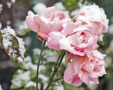 Цветение роз до заморозков, фото: youtube.com