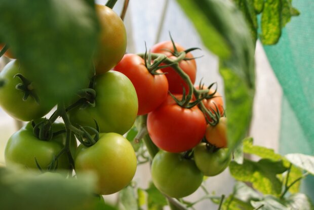В следующем году урожай томатов будет в два раза больше: чем нужно удобрить почву в теплице