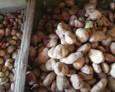 Поможет обычная солома: что нужно сделать, чтобы картошка не прорастала в погребе всю зиму