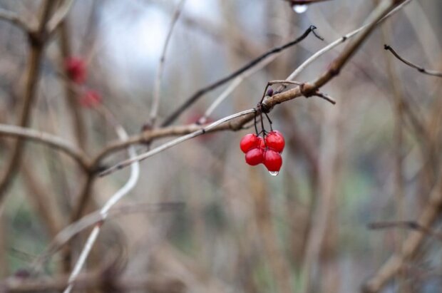 Сад взимку, дерева, ягоди, зображення з вільних джерел