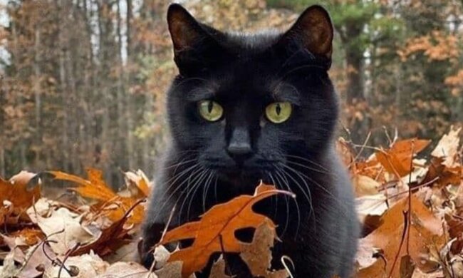 Гороскоп, осінь, зображення: Pinterest
