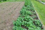 Огород, изображение из свободных источников