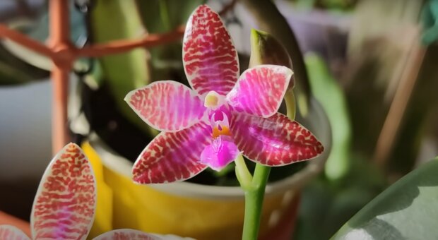 Орхидея: скрин с видео