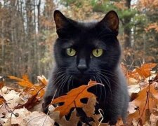 Гороскоп, осінь, зображення: Pinterest