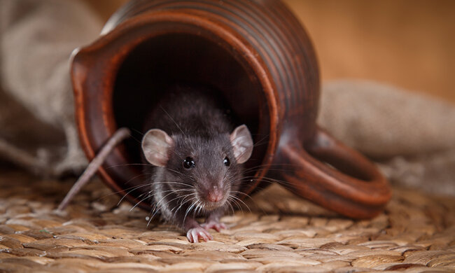 Допоможе ця проста рослина: як позбутися мишей у сараї або на дачній ділянці