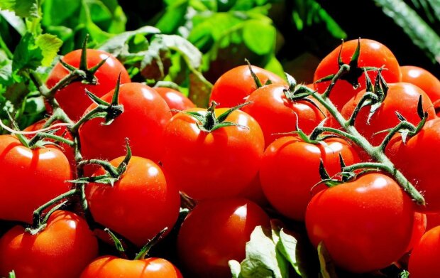 Не всі про це знають: на якій відстані один від одного потрібно садити помідори у відкритому ґрунті