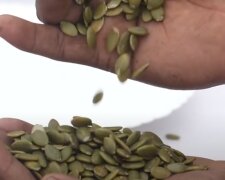 Гарбузове насіння: скрін з відео