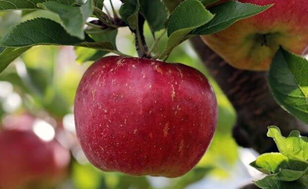 Урожай яблок, фото: youtube.com