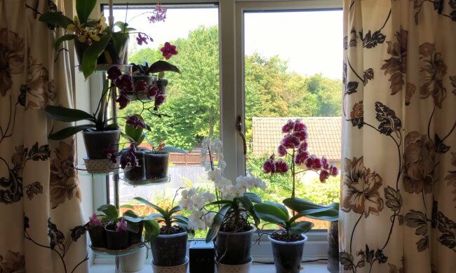 Орхидея. Фото: YouTube