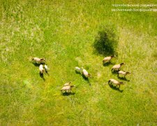 Лошади Пржевальского. Фото: Чернобыльский Радиационно-экологический Биосферный Заповедник