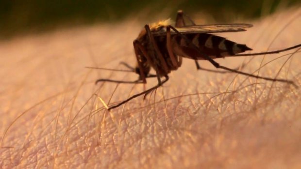 Ученые определили, по какому принципу комары выбирают себе «жертву»