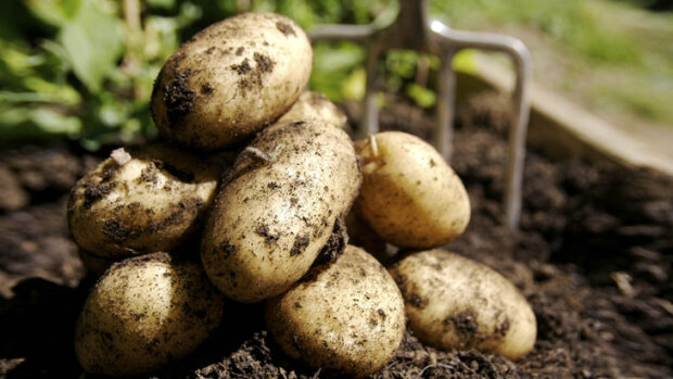 Дедовские секреты: как сделать, чтобы картошка не проростала и хорошо хранилась