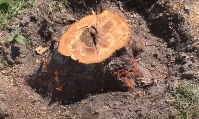 Пень: скрин с видео