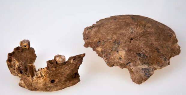 Фото найденных фрагментов черепа и челюсти (фото: iflscience)