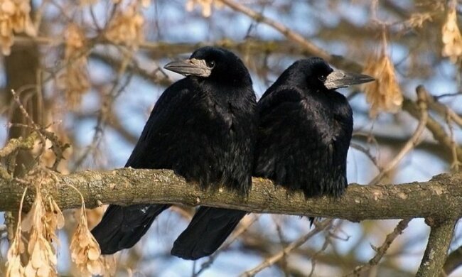 Церковне свято 17 березня: цього дня не можна робити важливі покупки - принесуть нещастя
