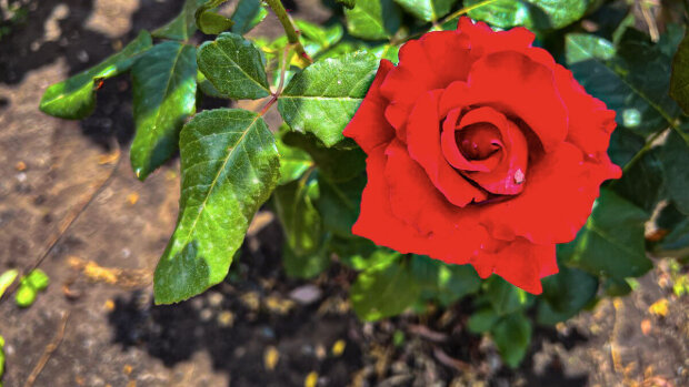 Почему не цветет роза: причины и методы решения проблемы