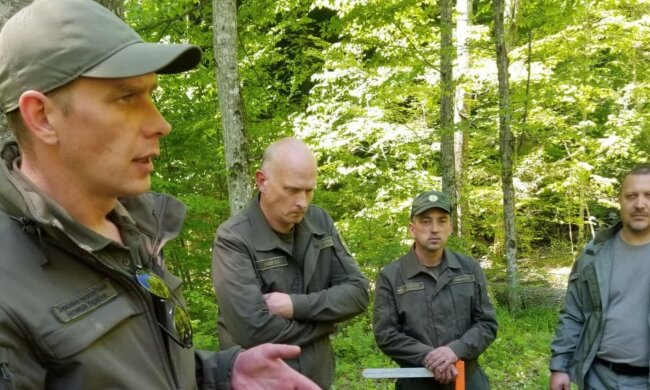 В Держекоінспекції розповіли про основні порушення в лісах