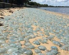 Побережье Азовского моря усеяли тысячи медуз, фото: Популярная механика