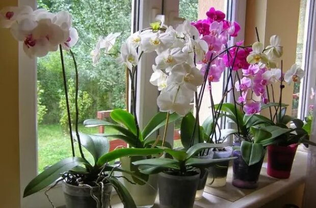 Орхидея будет цвести без остановки: что нужно делать с цветком каждые 10 дней