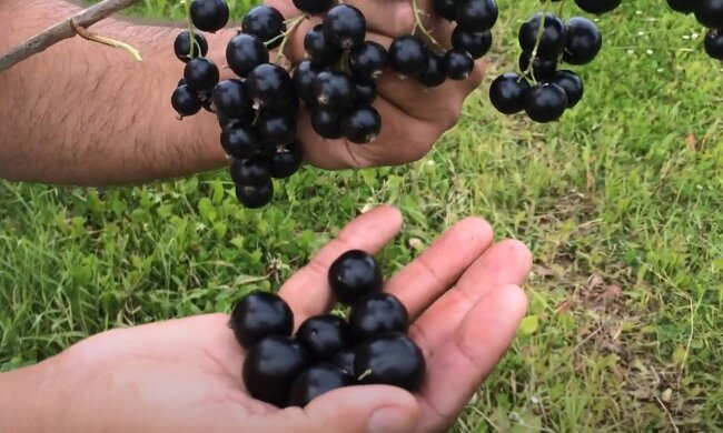 Урожай смородини, фото: youtube.com