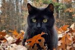 Гороскоп, осінь, зображення: Pinterest