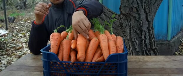 Морквина. Фото: скріншот YouTubе