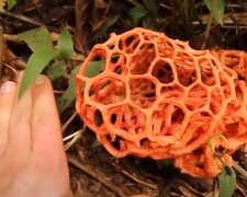 Странный гриб: скрин с видео
