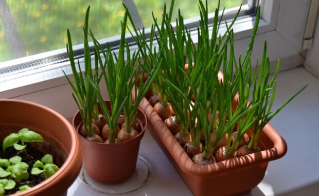 Будут ароматные салаты зимой: как вырастить зеленый лук дома на подоконнике