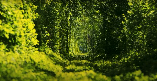 Зеленый тоннель. Фото: YouTube