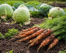 Морква та капуста, город, зображення: hyser.com.ua