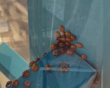 Казнь египетская. Юг Украины атакуют колонии насекомых