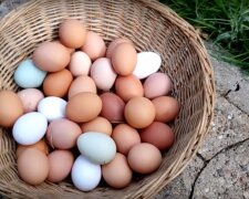 Специалисты рассказали, почему опасно есть куриные яйца