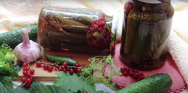 Огурцы со смородиной на зиму