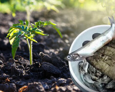 Хитрість досвідчених дачників: як можна використовувати рибні відходи на городі та в саду
