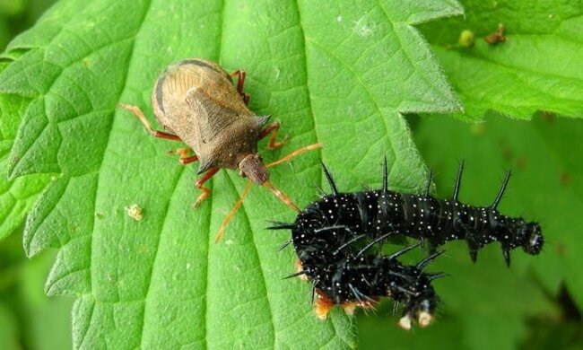 Старинная хитрость: рассыпьте эту крупу по огороду, чтобы избавиться от вредителей