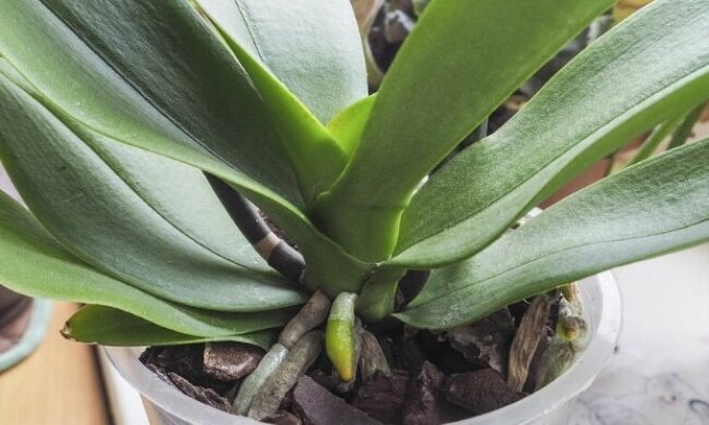 Подкормка орхидеи, фото: youtube.com