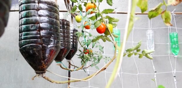 Від магазинних ви тепер відмовитеся: як виростити помідори в перевернутих пластикових пляшках у себе вдома