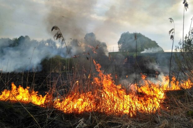 Отправят рыть окопы: как наказывают за сжигание травы на огородах и в полях